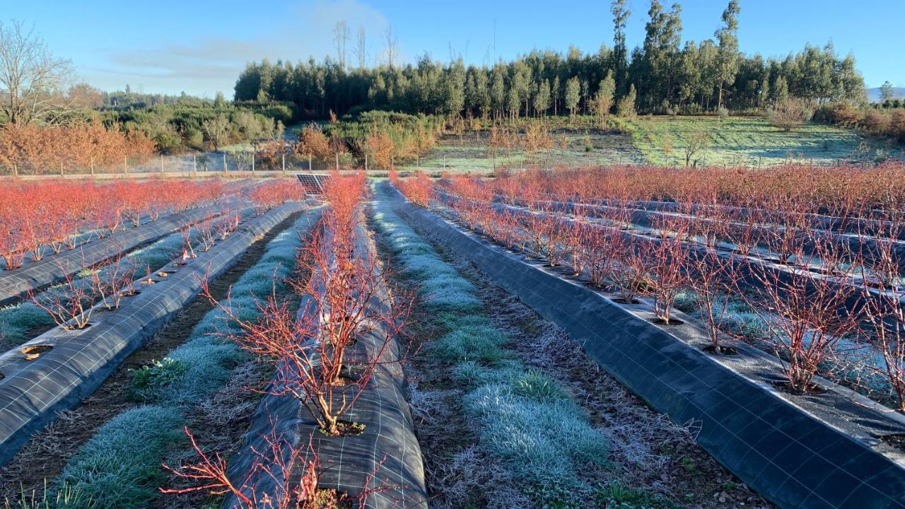 Quinta Vale Salgueiro Lägenhet Seia Exteriör bild