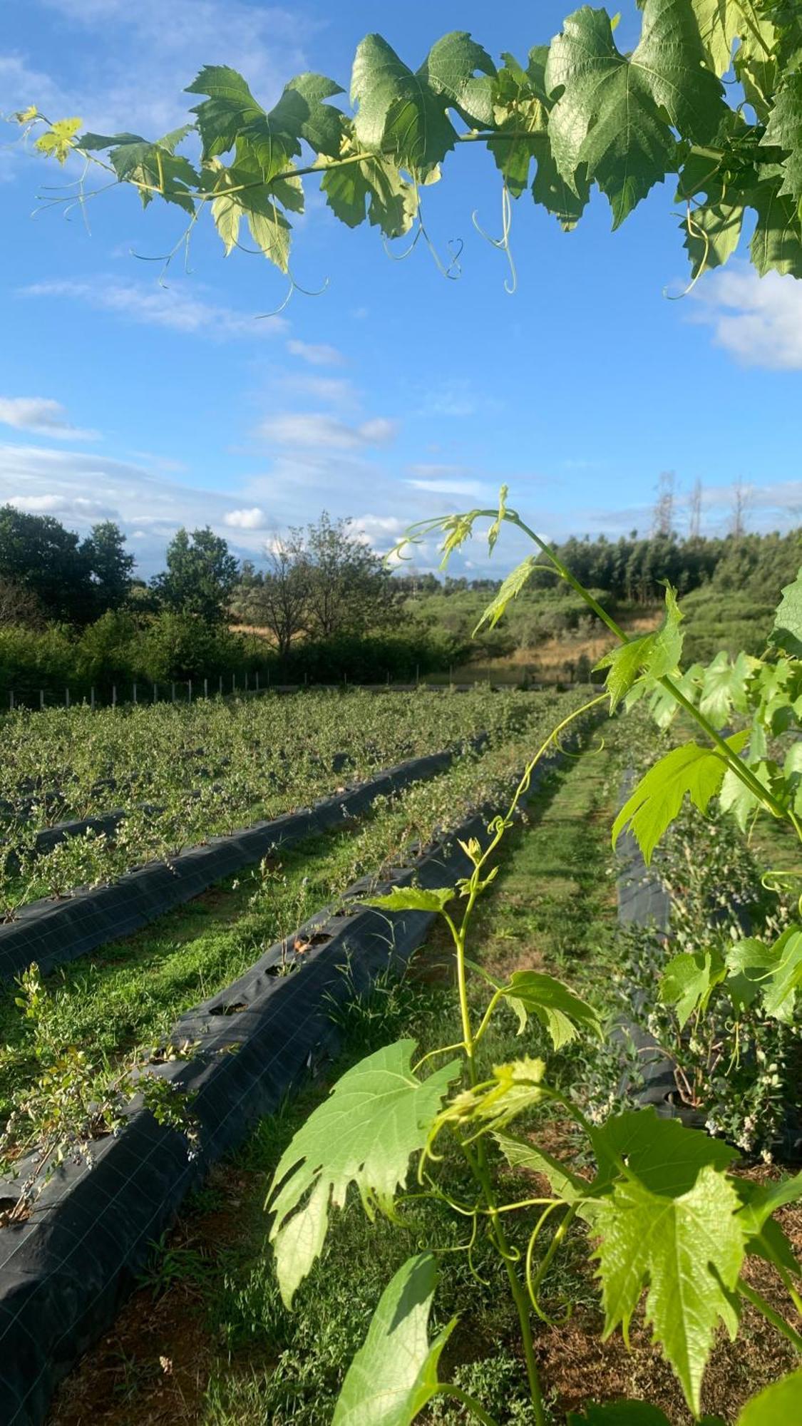 Quinta Vale Salgueiro Lägenhet Seia Exteriör bild