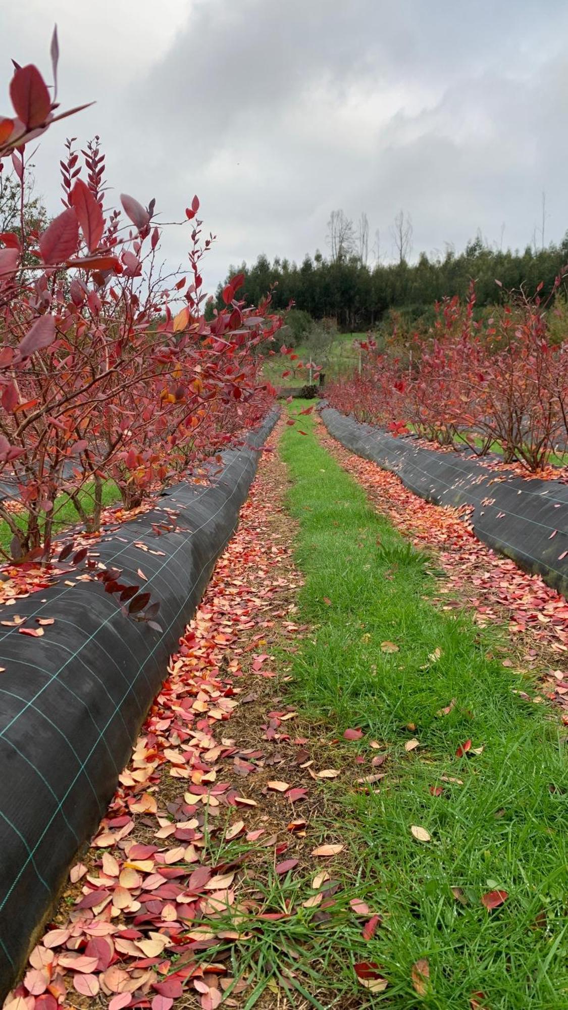 Quinta Vale Salgueiro Lägenhet Seia Exteriör bild